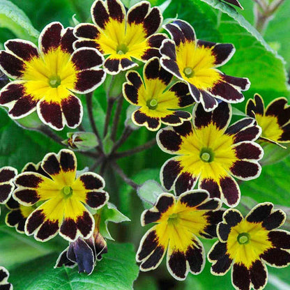 Maroon and Yellow Primrose Flower Seeds for Planting