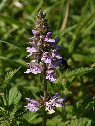 Marsh Woundwort (Stachys palustris) Hedge Nettle Herb Purple Flower Seeds