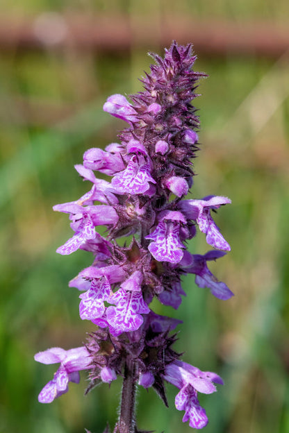 Marsh Woundwort Stachys Palustris Hedge Nettle Herb Purple Flower Seeds heirloom non-gmo organic garden seeds