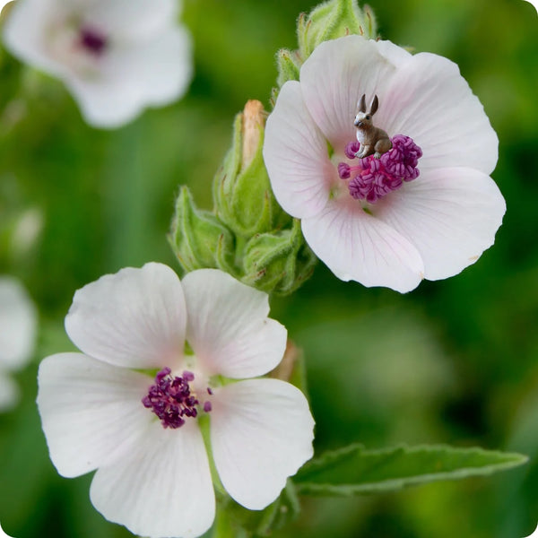 Marshmallow Althaea Officinalis Seeds heirloom non-gmo organic garden seeds