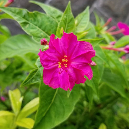Marvel of Peru Flower Seeds