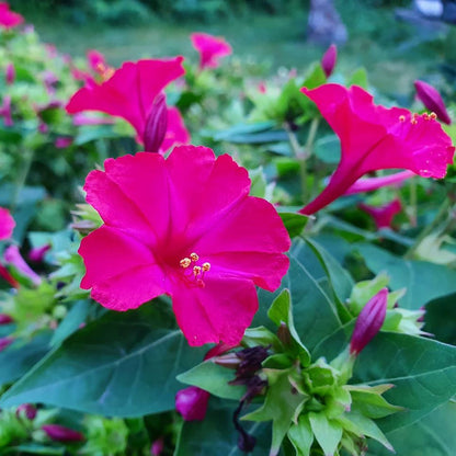 Marvel of Peru Flower Seeds