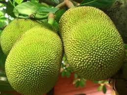 Massive Jackfruit Seeds For Easy Planting And Abundant Fruits heirloom non-gmo organic garden seeds