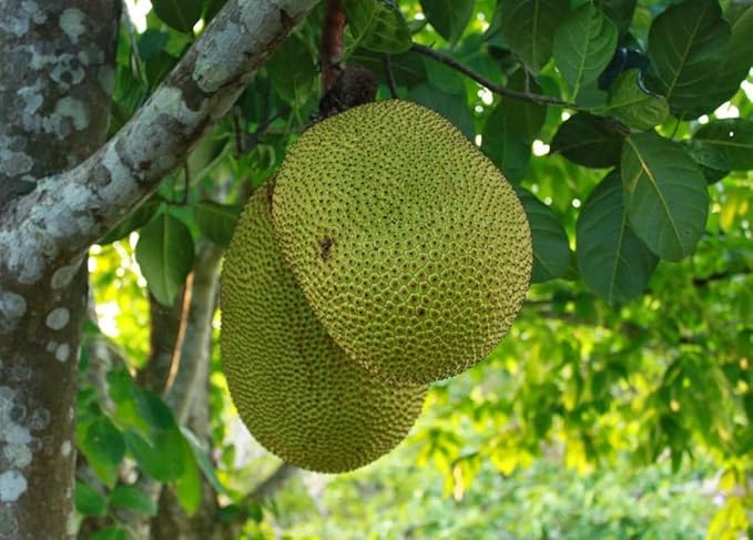 Massive Jackfruit Seeds for Easy Planting and Abundant Fruits