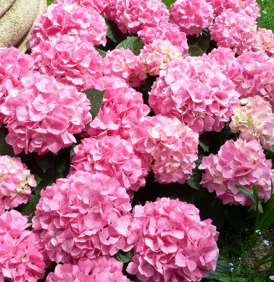Pink Hydrangea Flower Seeds For Beautiful Garden Planting