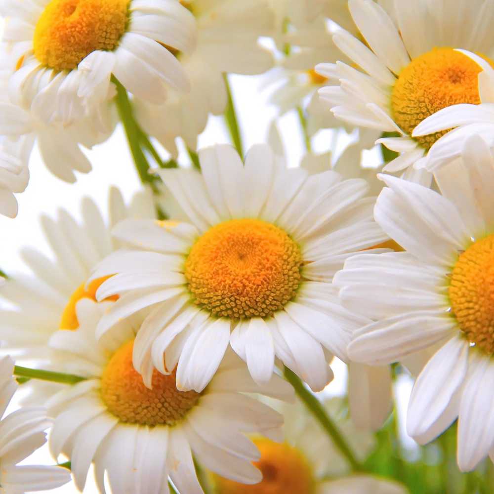 Chamomile Seeds - Zloty Lan (Matricaria chamomilla)