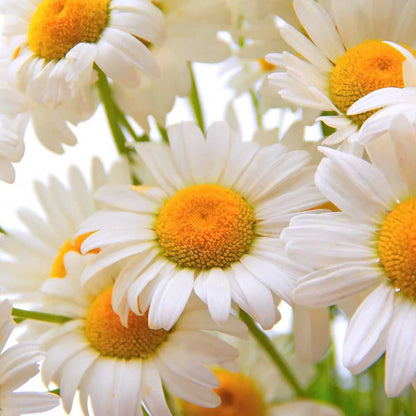 Chamomile Seeds - Zloty Lan (Matricaria chamomilla)