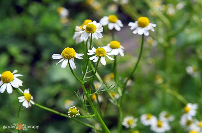 Chamomile Seeds - Bodegold (Matricaria recutita)