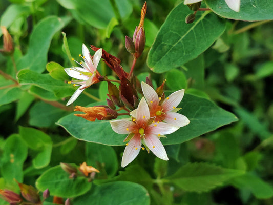 Triadenum Virginicum Flower Seeds
