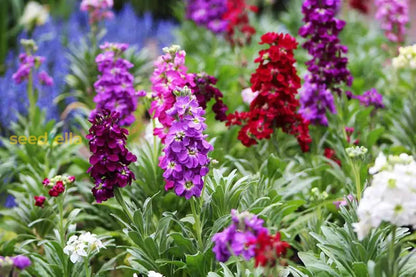 Matthiola Incana Flower Seeds For Easy Planting