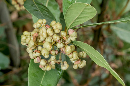 Bay Laurel Seeds for Culinary Planting