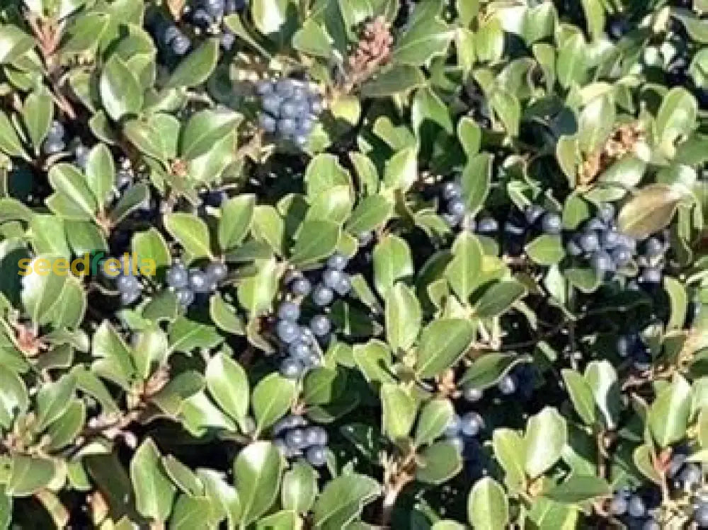 Black Hawthorn Seeds for Planting: Premium Quality Fruit Planting Seeds