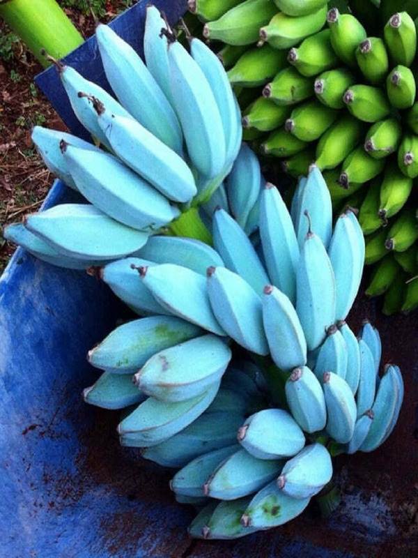 Blue Java Banana Fruit Seeds For Planting heirloom non-gmo organic garden seeds