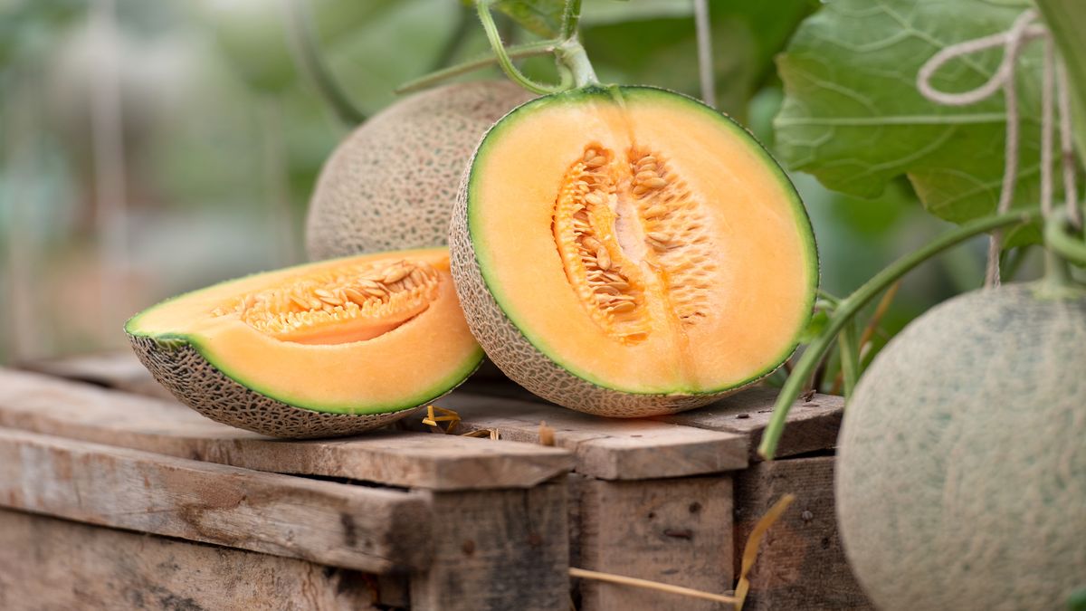 Fresh Melon Cantaloupe Seeds For A Vibrant Summer Harvest heirloom non-gmo organic garden seeds
