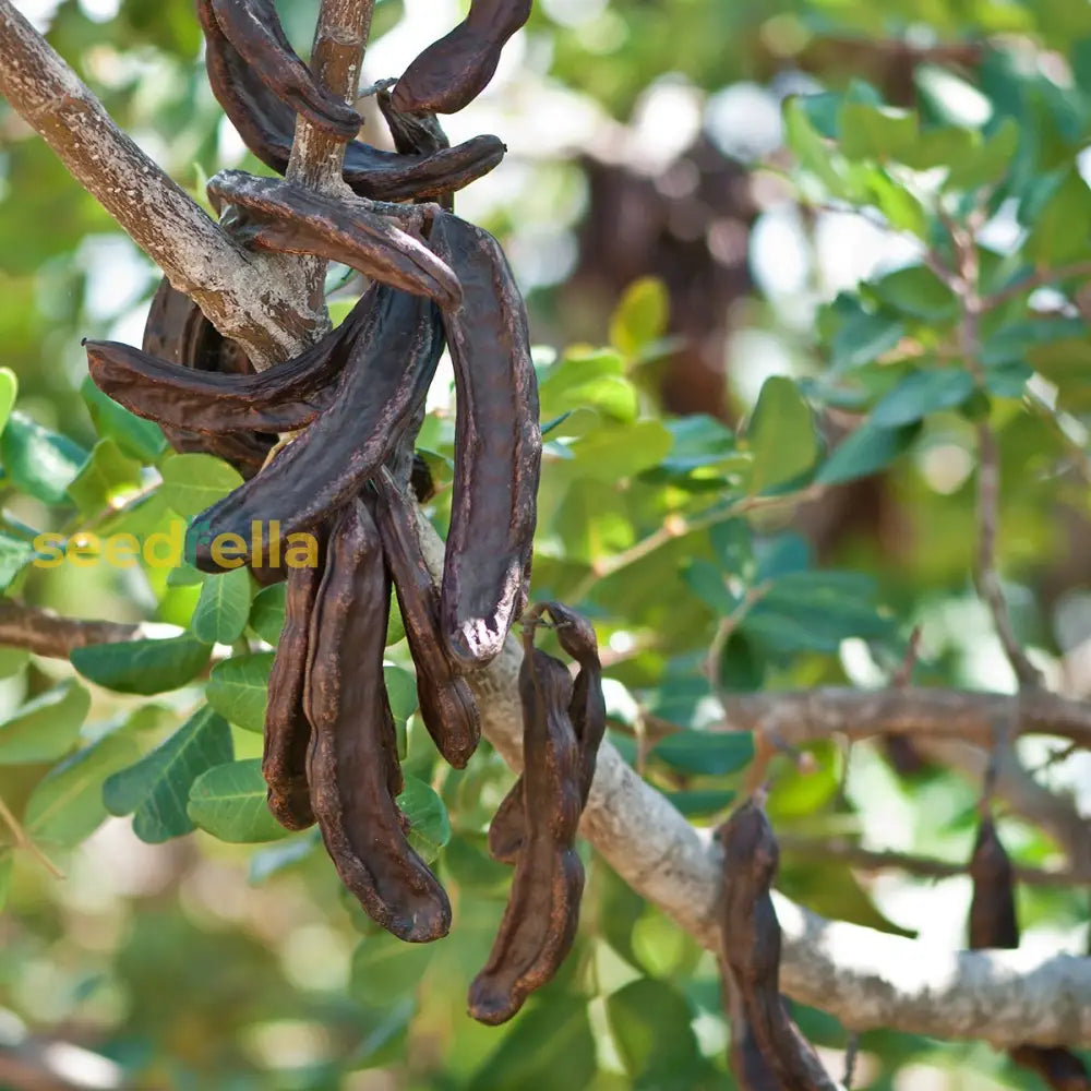 Black Carob Tree Seeds for Planting