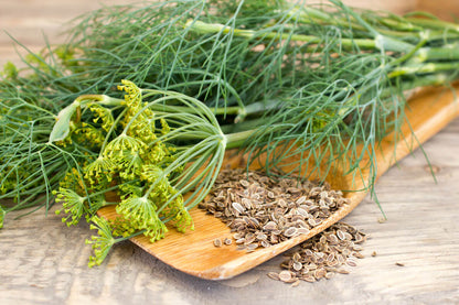 Dill Seeds for Planting: Aromatic Herb for Your Garden
