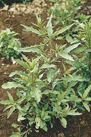 Epazote (Mexican Tea) (Chenopodium Ambrosioides) Dysphania Herb Flower Seeds