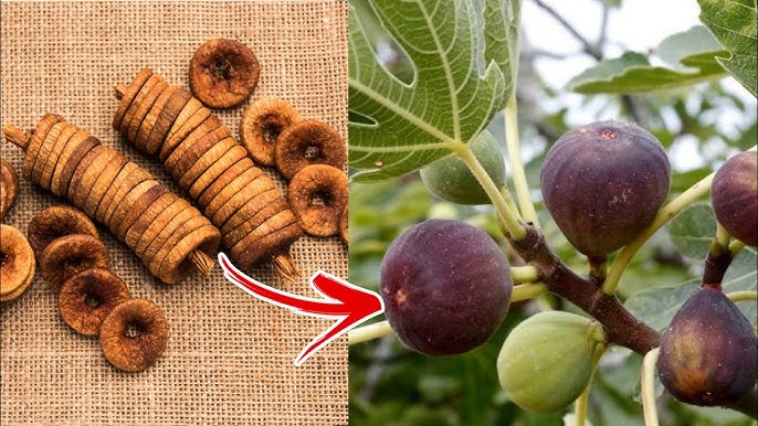 Fig Fruits Seeds for Planting - Grow Delicious Homegrown Figs