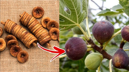 Fig Fruits Seeds for Planting - Grow Delicious Homegrown Figs