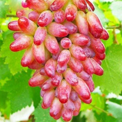 Grape Fruit Seeds for Planting Red & Green Varieties