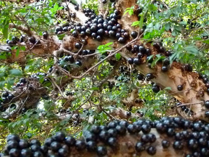 Jaboticaba Fruit Seeds for Planting Grow Exotic Tropical Fruit in Your Garden