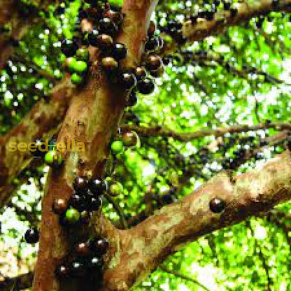 Black Myrciaria Cauliflora Seeds for Fruit Planting