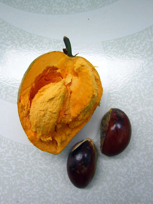 Premium Lucuma Fruit Seeds | Perfect For Home Gardens heirloom non-gmo organic garden seeds