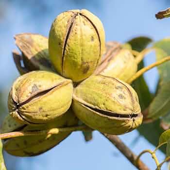 Hardy Pecan Tree (Carya illinoinensis) King Nut Native Fruit Tree Seeds – Large, Tasty Nuts