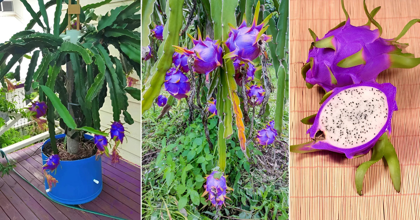 Sky Blue Pitaya Fruit Seeds for Planting - Exotic Tropical Delights