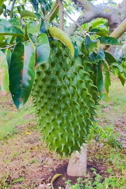 Giant Soursop Annona muricata Tropical Fruit Seeds for Planting in Tropical Garden