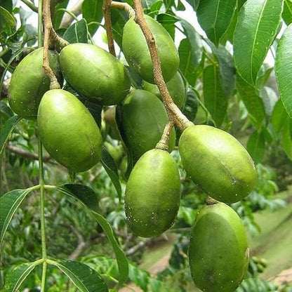 Spondias Tree Planting Seeds for Thriving Fruit Gardens