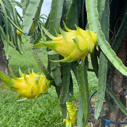 Yellow Dragon Fruit Planting Seeds Grow Exotic Pitaya at Home