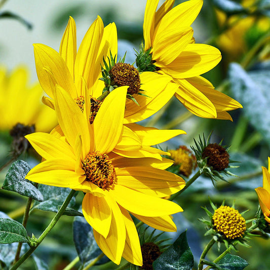 Maximilian Sunflower Seeds