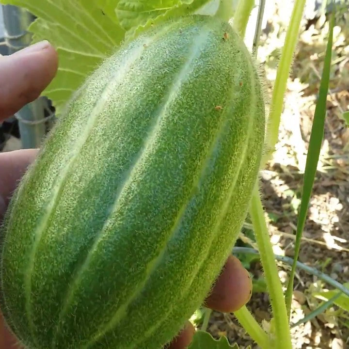 Carosello Barese Cucumber  Vegetable Seeds