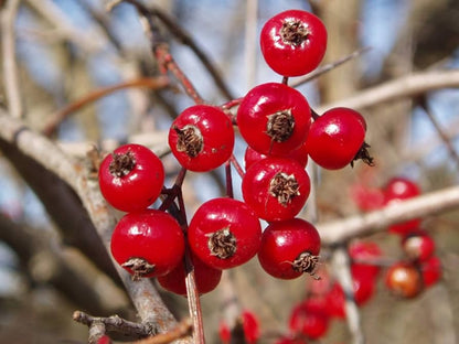 Washington Hawthorn (Crataegus phaenopyrum) Mayflower Shrub Tree Seeds – Edible Fruit & White Flowers