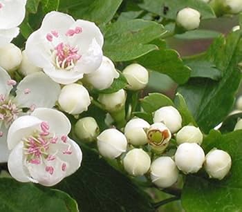 English Hawthorn Tree (Crataegus laevigata) – Edible Fruit, Mayflower – Seeds