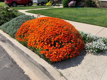 Orange Rock Cress Flower Seeds