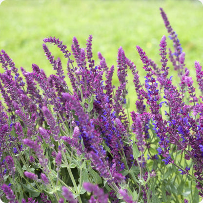 Meadow Sage Salvia Nemorosa Seeds heirloom non-gmo organic garden seeds