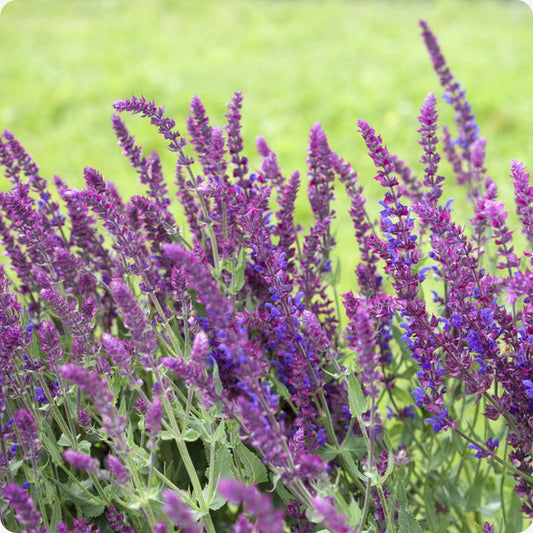 Meadow Sage Salvia Nemorosa Seeds heirloom non-gmo organic garden seeds
