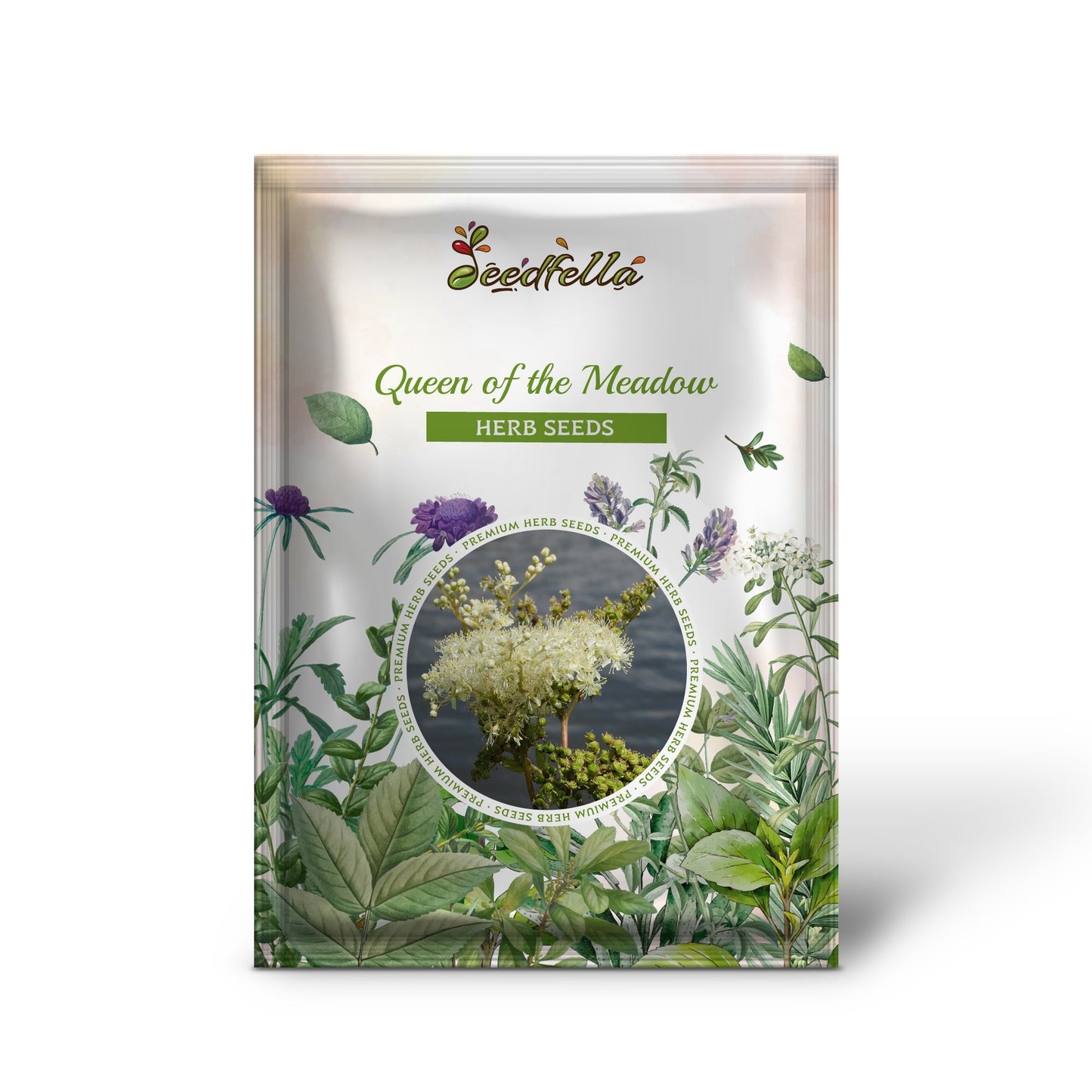 Queen of the Meadow (Filipendula ulmaria) Meadowsweet Native Prairie Fragrant White Flower Seeds