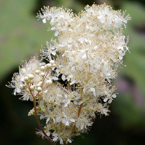 Queen Of The Meadow Filipendula Ulmaria Meadowsweet Native Prairie Fragrant White Flower Seeds heirloom non-gmo organic garden seeds