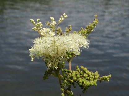 Queen of the Meadow (Filipendula ulmaria) Meadowsweet Native Prairie Fragrant White Flower Seeds