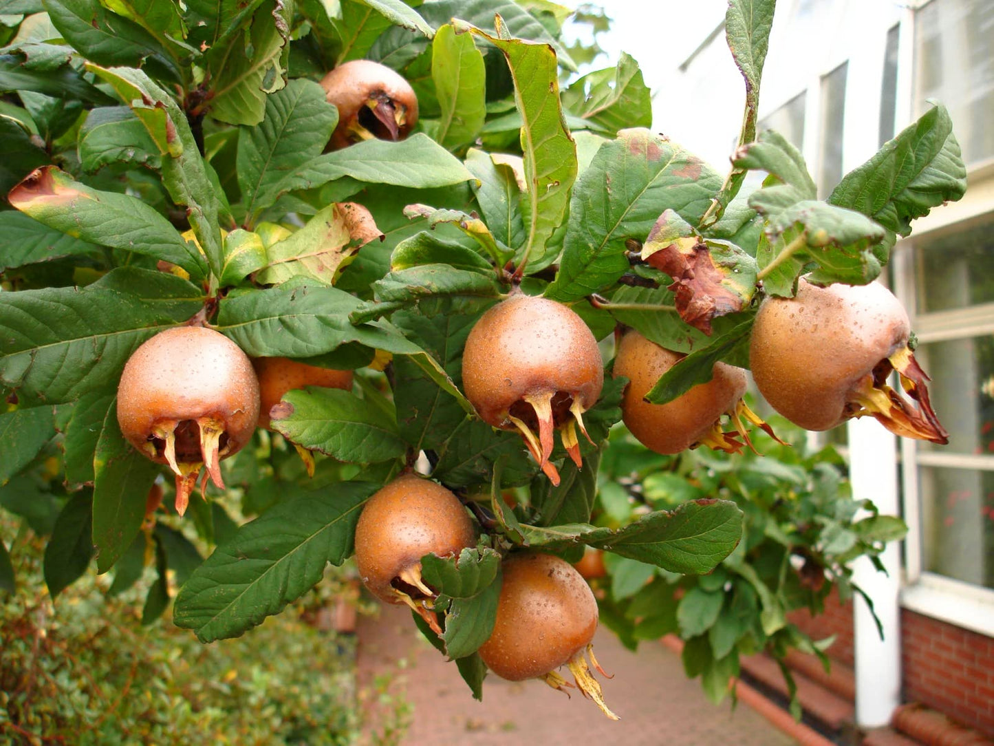 Mespilus Germanica Medlar Tree Seeds – Hardy Tree with Unique Fruit