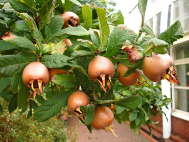 Mespilus Germanica Medlar Tree Seeds – Hardy Tree with Unique Fruit