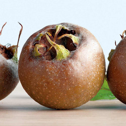 Medlar (Mespilus germanica) Seeds