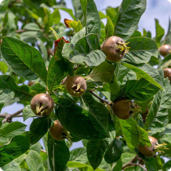 Medlar Mespilus Germanica Seeds heirloom non-gmo organic garden seeds