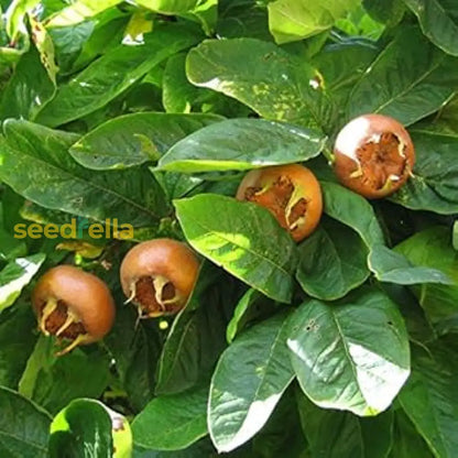 Brown Medlar Fruit Seeds For Planting Guide heirloom non-gmo organic garden seeds