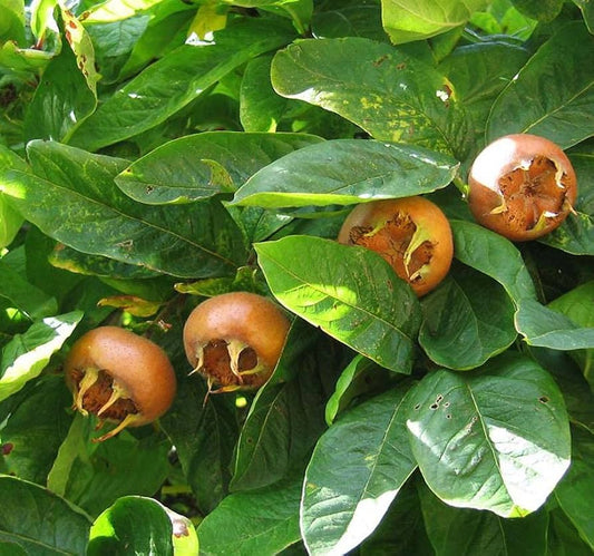 Mespilus Germanica Medlar Tree Seeds – Hardy Tree With Unique Fruit heirloom non-gmo organic garden seeds
