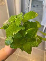 Lemon Balm (Melissa officinalis) Fragrant Herb / Flower Seeds