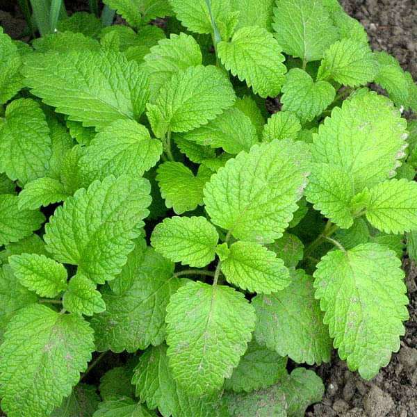 Lemon Balm (Melissa officinalis) Seeds